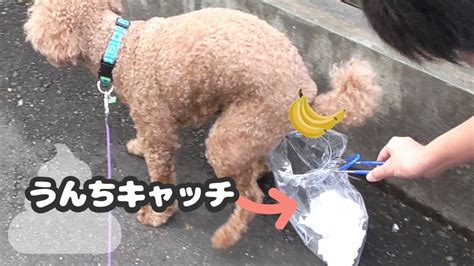 犬のうんちをキャッチ！便利なグッズみつけちゃいました！【トイプードル】 Youtube