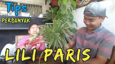 Cara Perbanyak Tanaman Lili Paris Spider Plant TipsMerawatTanaman