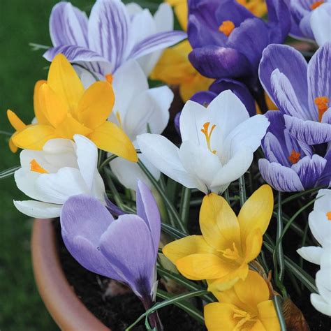 Mixed Crocus Bulbs Spring Flowering Collection Hardy Corms With