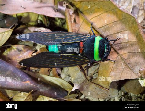 Tacua Speciosa Hi Res Stock Photography And Images Alamy