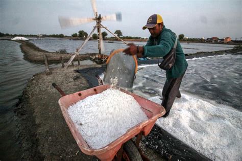 Panen Garam Tradisional Di Desa Tambak Cemandi Sidoarjo Republika Online