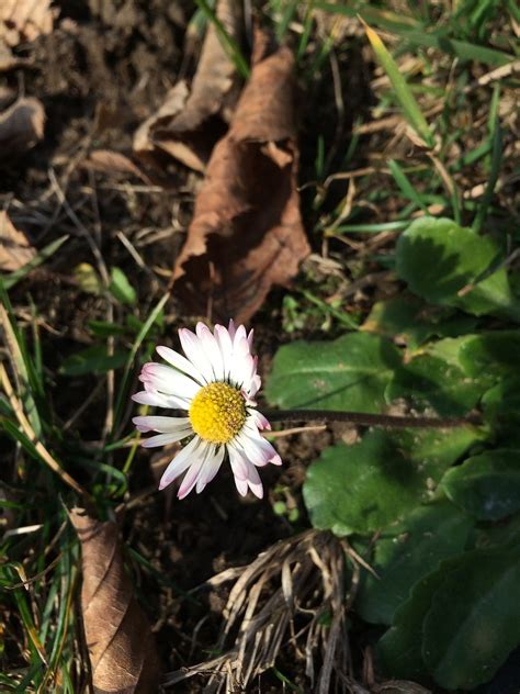 Marguerite Fleur Blanche Photo Gratuite Sur Pixabay Pixabay