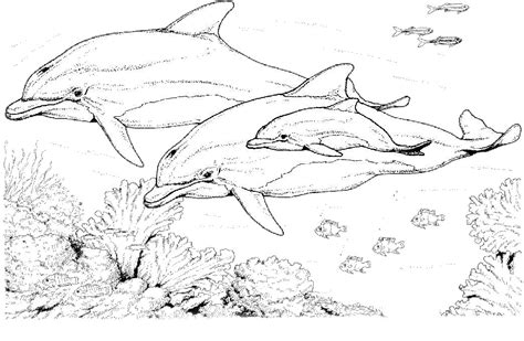 Coloriage Dauphins Les beaux dessins de Animaux à imprimer et colorier