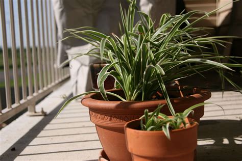 choosing   ceramic pots   plants indoor  outdoor