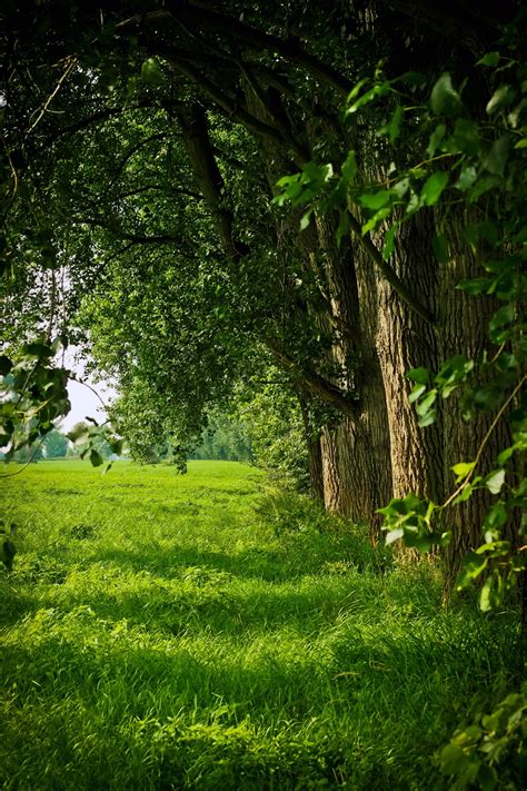 Fotos Gratis Paisaje Rbol Naturaleza Bosque C Sped Rama Planta