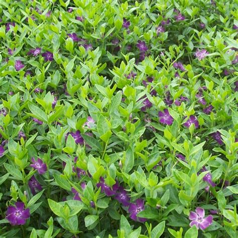 Vinca Minor Atropurpurea Midwest Groundcovers Llc