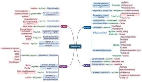 Biomolecules Free Full Text Pharmacology Of Adenosine Receptors