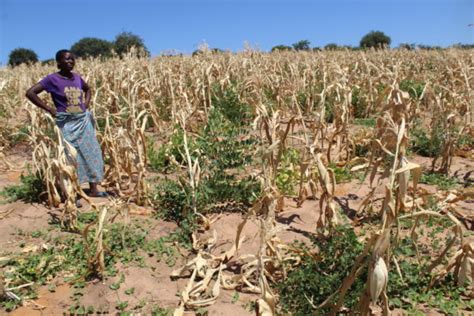 Families Are Surviving On One Meal A Day In Drought Hit Zambia