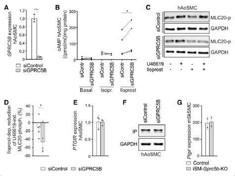 Enhanced prostacyclin receptor (IP)-mediated signaling after... | Download Scientific Diagram