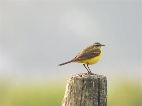 Westdorpe Door Gino Westdorpe Gele Kwikstaart Omroep Zeeland Flickr