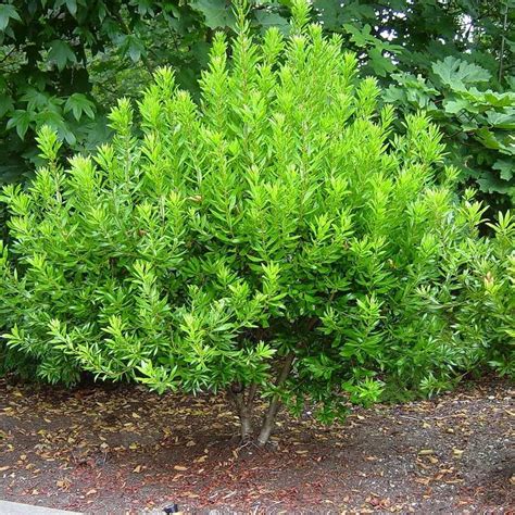 Wax Myrtle Dons Dwarf I 10 Live Plants I Myrica Cerifera Compact