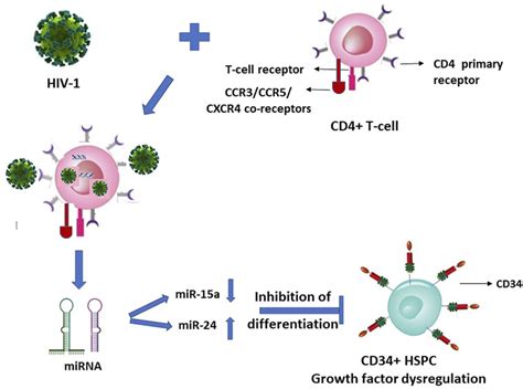 Hiv 1 Infection Of Cd4 T Lymphocytes Indirectly Inhibits The Download Scientific Diagram