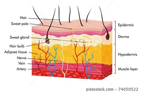 Human Skin Anatomy Diagram