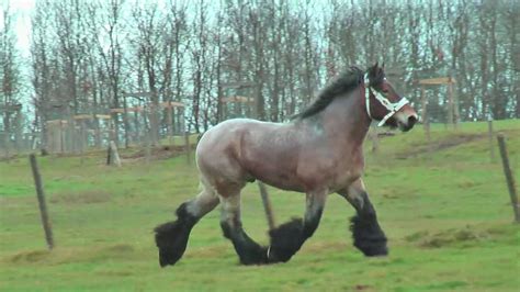 Powerful Yet Graceful Trot And Gallop Of Belgian Draft Horses In Slow