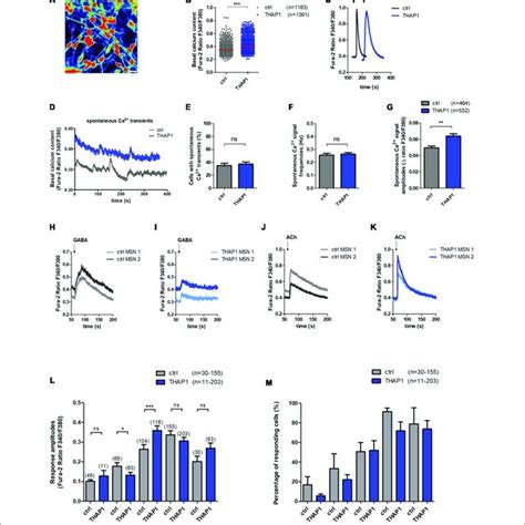 Spontaneous Intracellular Calcium Ca 2 Dynamics And Download