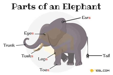 Parts Of An Elephant In English With Pictures • 7esl