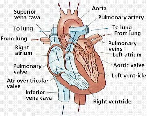 Heart Palpitations - Causes, Symptoms, Diagnosis and Treatment