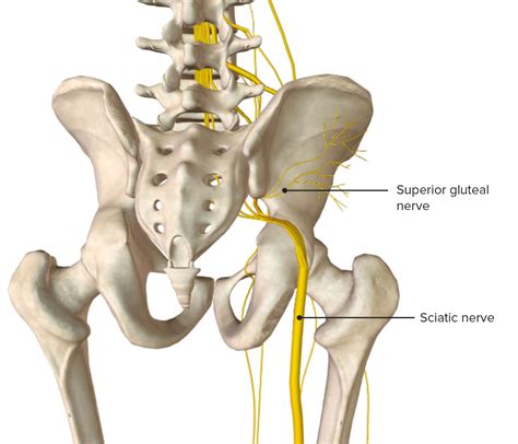 Hip Joint Concise Medical Knowledge