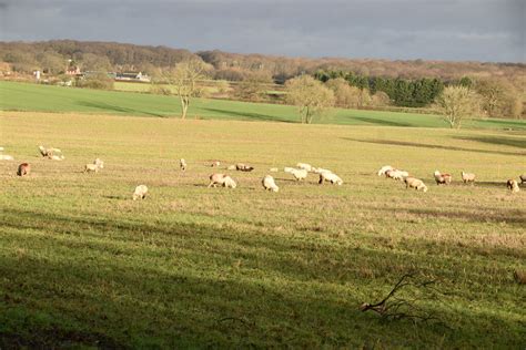 Sheep Grazing © N Chadwick Geograph Britain And Ireland