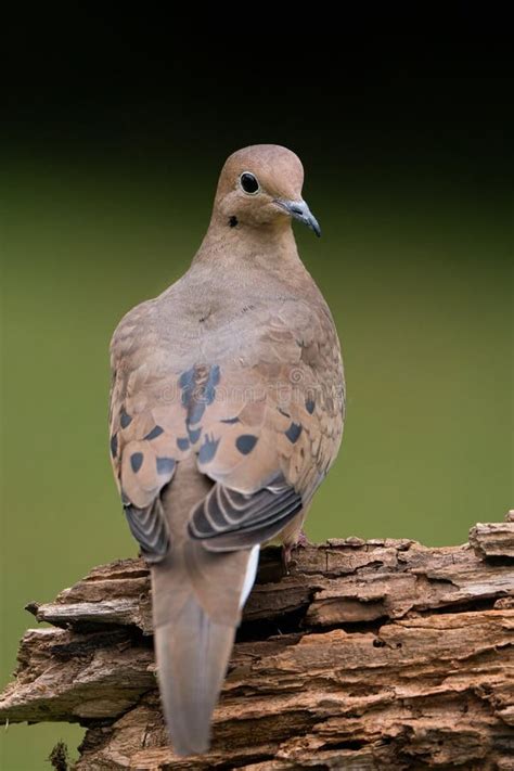 Mouring Dove Stock Photos Free And Royalty Free Stock Photos From