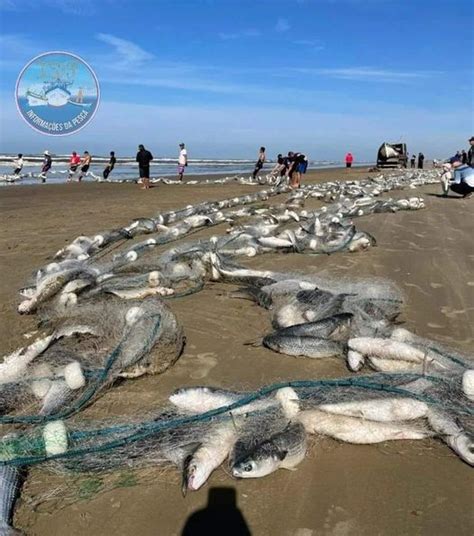 Fotos Milhares De Tainhas S O Capturadas Em Praias De Santa Catarina