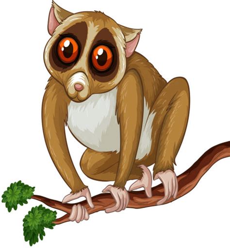 Slow Loris Illustrations Royalty Free Vector Graphics And Clip Art Istock