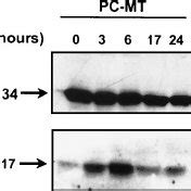 COX 2 Overexpression Suppressed Activation Of Caspase 3 After NGF