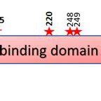 Structure of p53 protein showing the different domains and hot spots... | Download Scientific ...