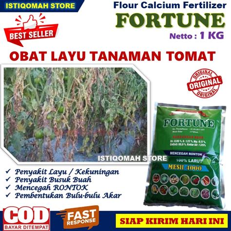 Pupuk Kalsium Untuk Layu Fusarium Tanaman Tomat Paling Ampuh FORTUNE