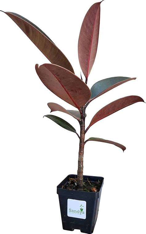 Ficus Elastica Burgundy Rubber Plant Quart Pot Sandys Nursery Online