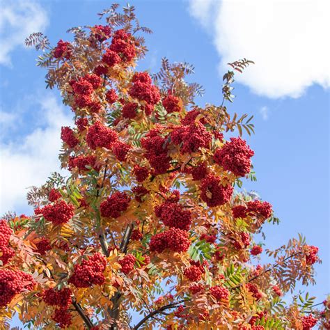 Sorbus Aucuparia Sheerwater Seedling Sorbier Des Oiseleurs Port