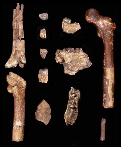 Milenium Ancestor Orrorin Tugenensis Otro Primer Humano