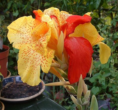 Canna Planter Et Tailler Ooreka