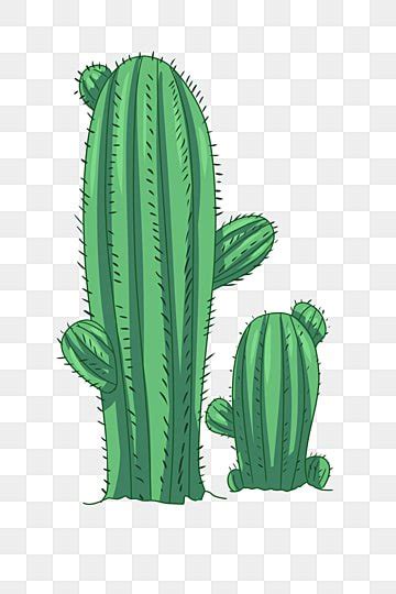 Cactus Illustration Png