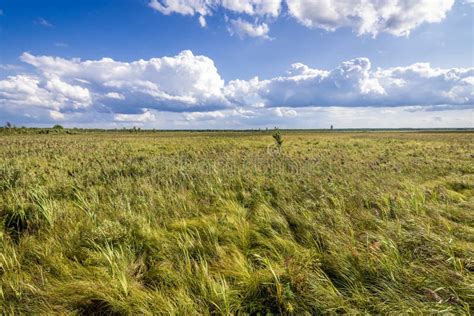 Park Narodowy Biebrza W Polsce Obraz Stock Obraz złożonej z bagno