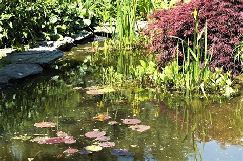 How To Create Your Own Wildlife Pond The Garden