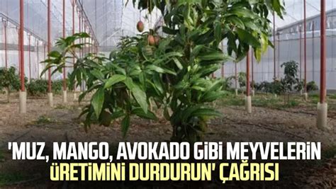 Muz mango avokado gibi meyvelerin üretimini durdurun çağrısı