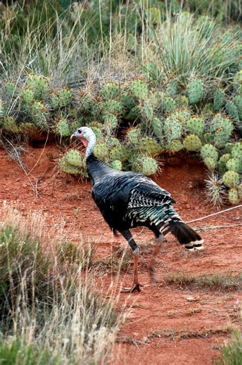 Palo Duro Canyon State Park Nature — Texas Parks & Wildlife Department ...