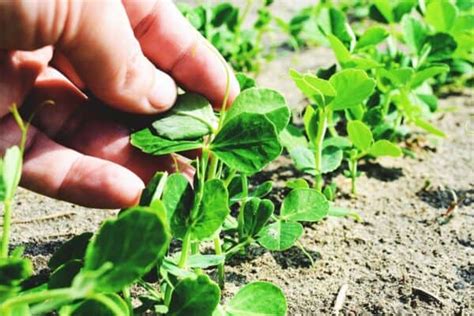 The Benefits of Spring Cover Crops and Which Crops to Use