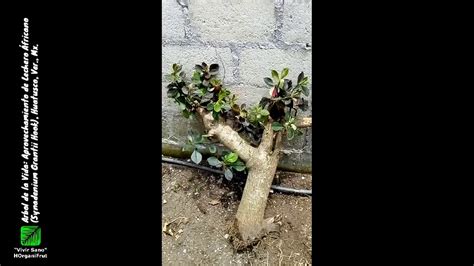 Planta De La Vida Lechero Fricano Synadenium Grantii Hook En