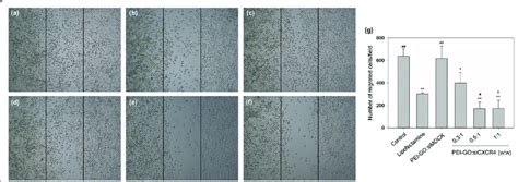 Wound Healing Assay Of Mda Mb Cells Transfected With Pei Go Sicxcr