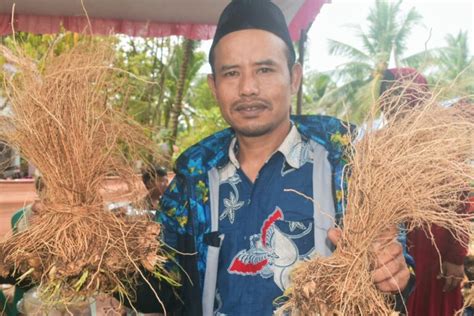 Akar Wangi Tanaman Konservasi Dan Minyaknya Bernilai Tinggi