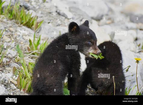 Black Bear Cubs Stock Photo - Alamy