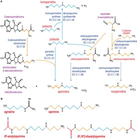 Known Polyamine Biosynthetic Pathways In Bacteria A The Figure Shows