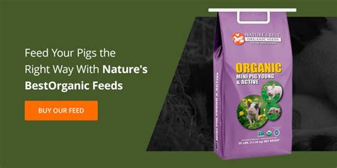 What Pigs Can And Can T Eat Nature S Best Organic Feeds