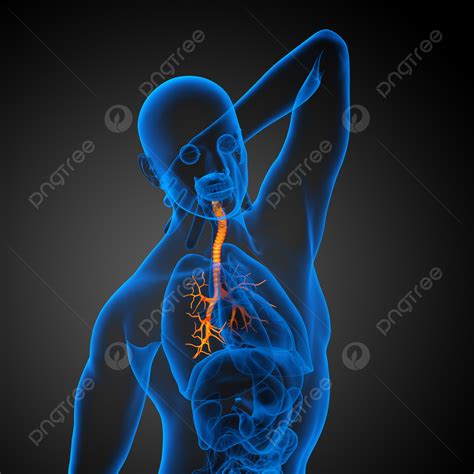 3d Medical Illustration Of The Male Bronchi Organs Bronchi Lung Photo