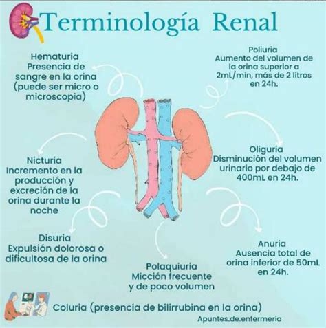 Terminologia Renal Yudoc Org Udocz