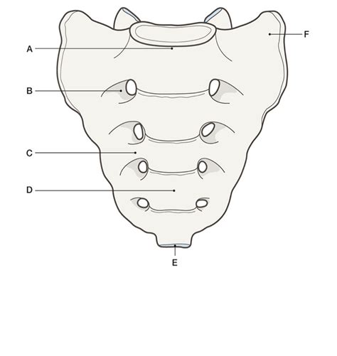 Vertebral Column Diagram Quizlet