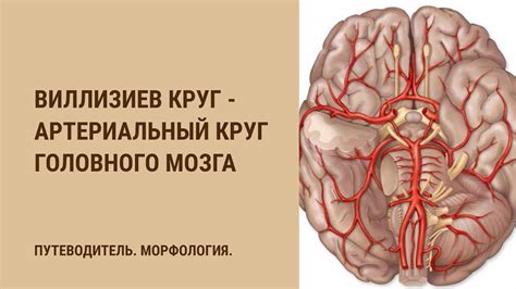 Виллизиев круг - артериальный круг головного мозга - YouTube