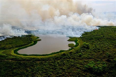 Organização pede à Unesco inclusão do Pantanal em lista de patrimônios